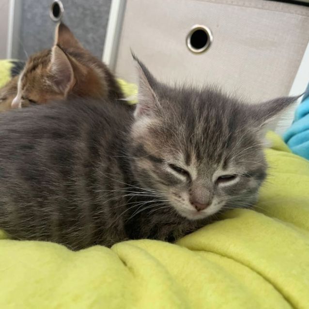 Photo of Posy ^^Dandy Cat Rescue^^