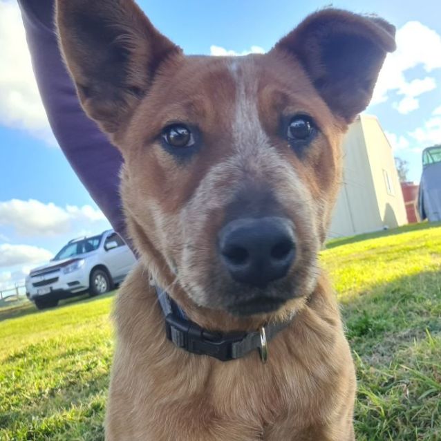 Photo of Rowdy