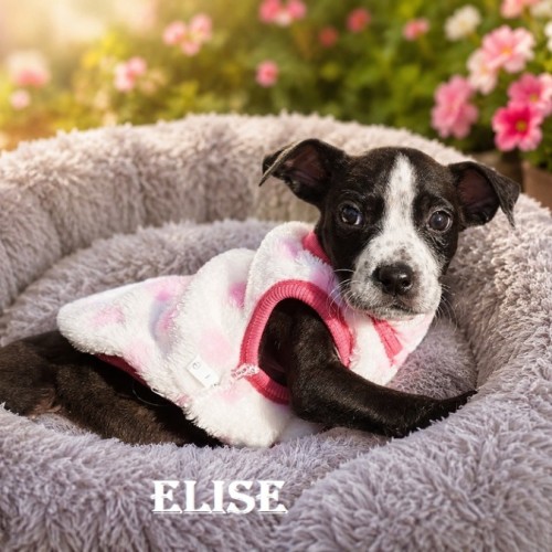 Elise