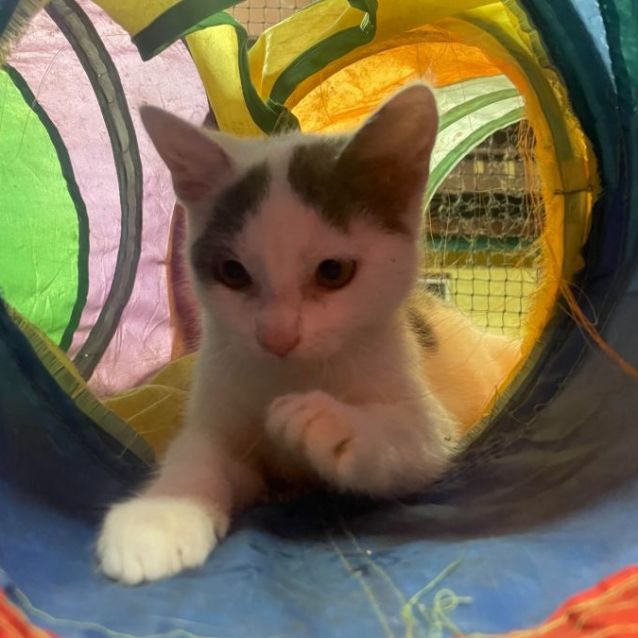 Photo of Snowball