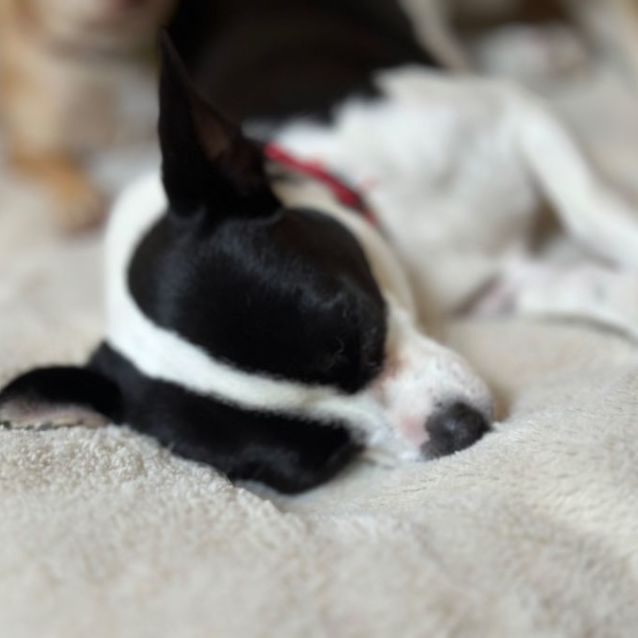 Photo of Bo (Aka Rex)