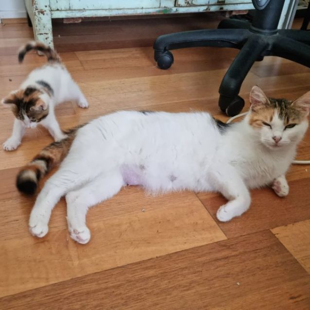 Photo of Belle Belle 🦋