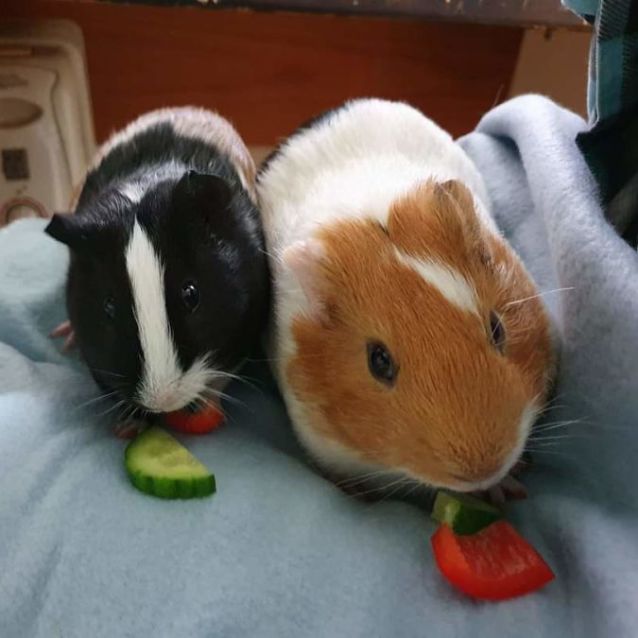 Photo of Charles & Darwin (Located In Mt Evelyn)