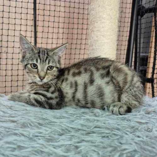 Pita ** 2nd Chance Cat Rescue** 