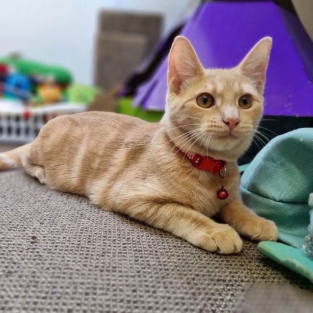 Photo of Dexter