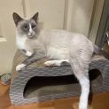 Photo of Tinkerbell