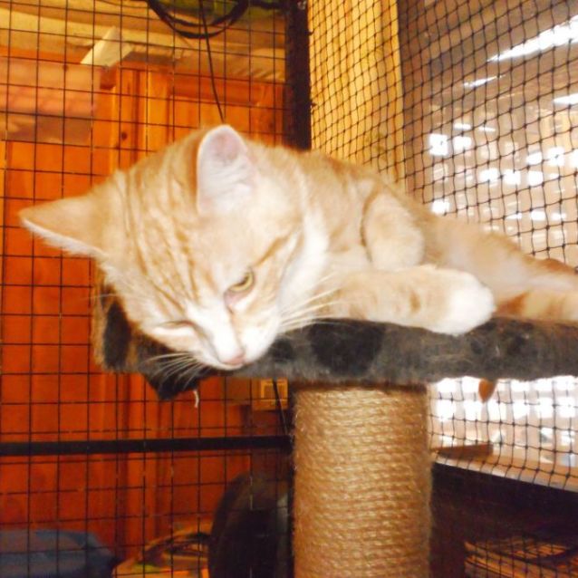 Photo of Helix ** 2nd Chance Cat Rescue **