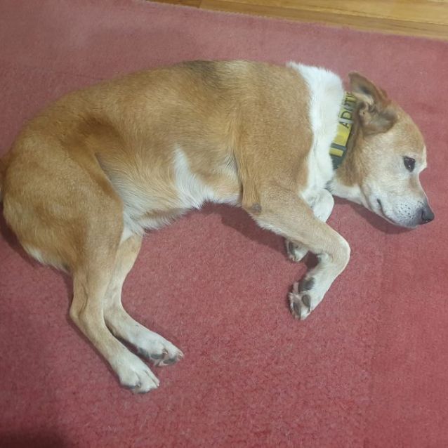 Photo of Buddy