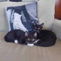 Photo of Long Socks & Short Socks