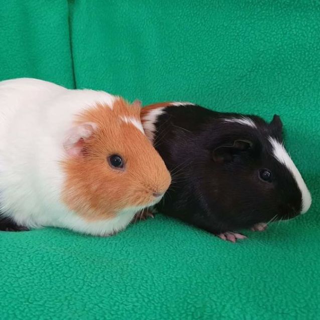 Photo of Charles & Darwin (Located In Mt Evelyn)