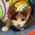 Photo of Snowball