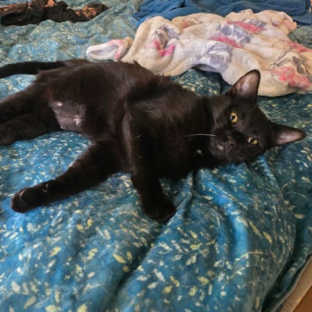 Photo of Jigglypuff (Located In Wantirna South)