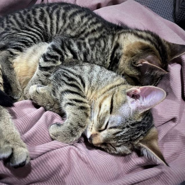 Photo of Lou Lou & Lemon ^^Dandy Cat Rescue^^
