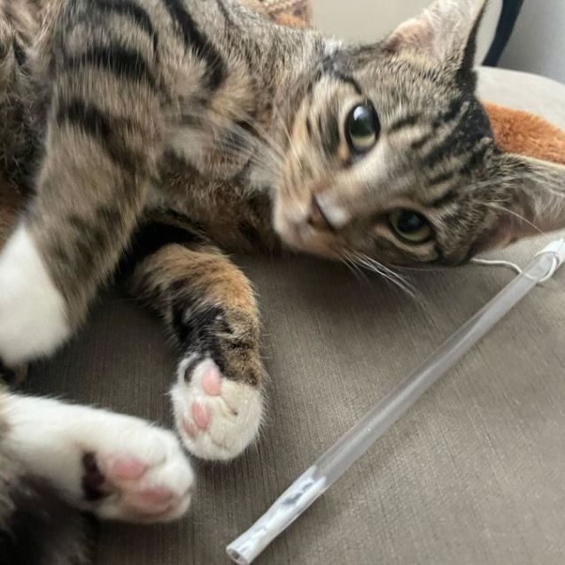 Photo of Smudge