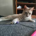 Photo of Amber