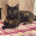 Photo of Jaffa