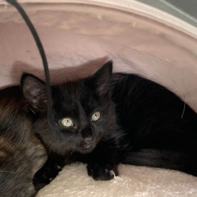 Photo of Sirus **2nd Chance Cat Rescue**