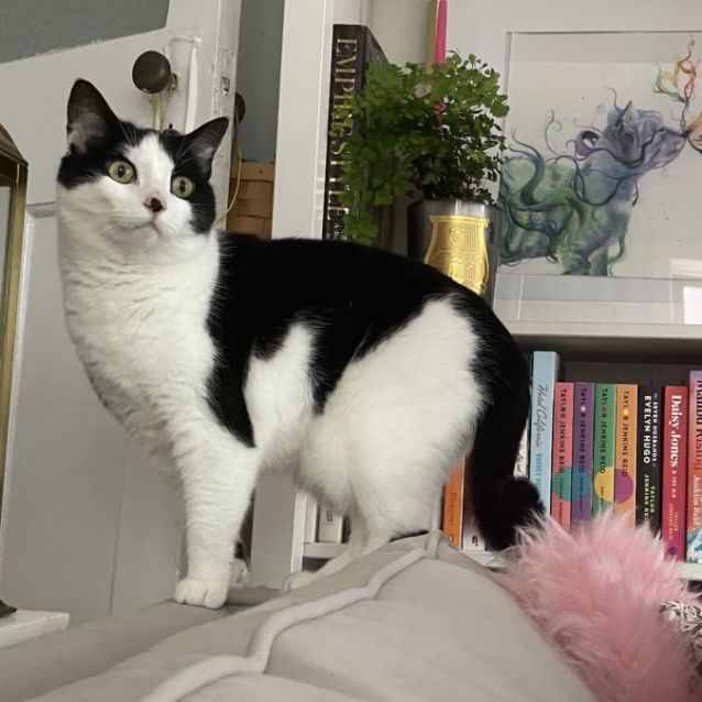 Photo of Kitten *9 Lives Project Rescue*