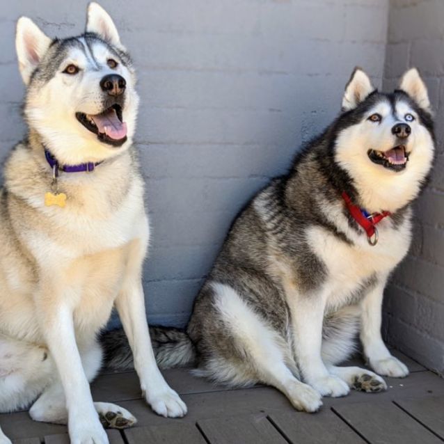 Photo of Snowy 