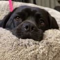 Photo of Lillie