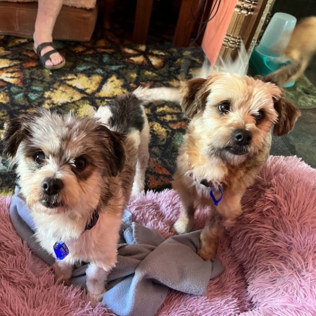 Photo of Magpie & Brownie💖Shih Tzu X Jrt(on Trial 15/12/23)
