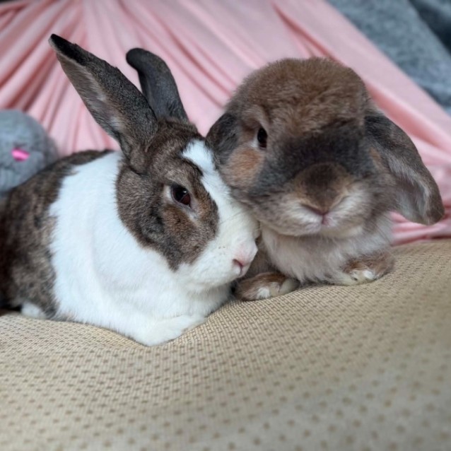 Photo of Honey & Brayden (Located In Wantirna South)