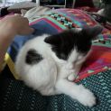 Photo of Elliot **2nd Chance Cat Rescue***