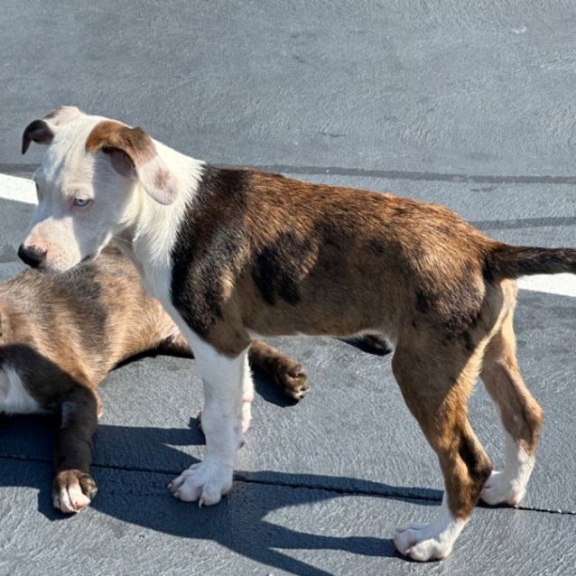 Photo of Koa 🐶🎾