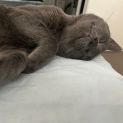 Photo of Blue