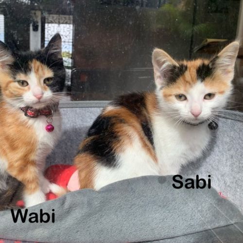 Wabi & Sabi