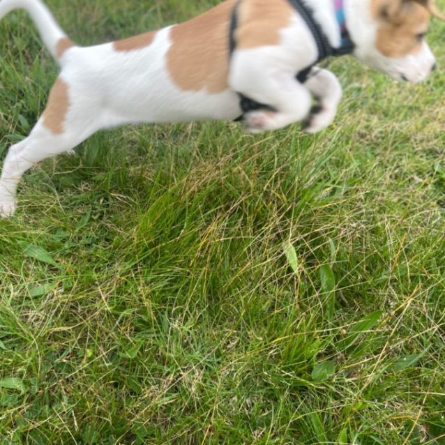 Photo of Camp Dog