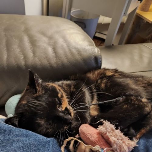 Gina