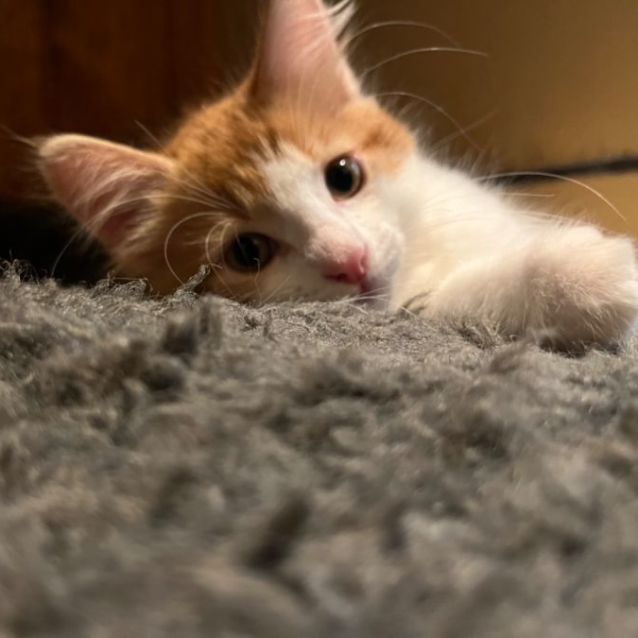 Photo of Jenga  **2nd Chance Cat Rescue**