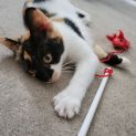 Photo of Gidget