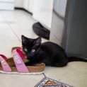 Photo of Kevin  11 Week Male (On Trial 17/01/22)