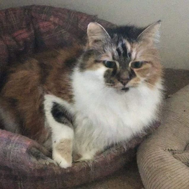 Sweetie - Female Domestic Medium Hair Cat in VIC - PetRescue
