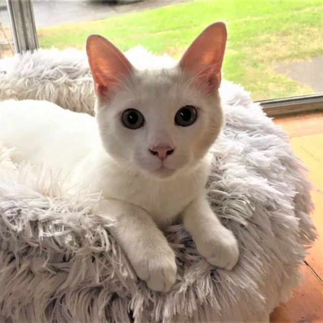 Photo of Polar Bear ^^Dandy Cat Rescue^^