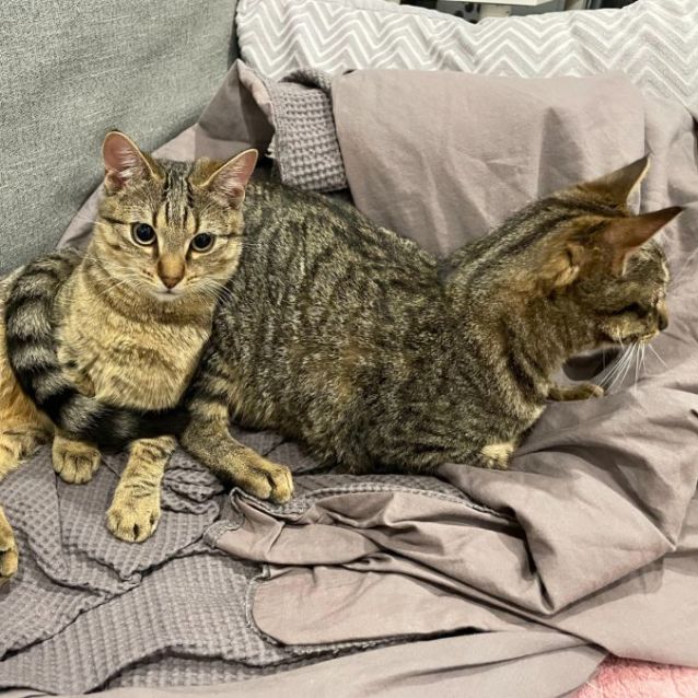 Photo of Lou Lou & Lemon ^Dandy Cat Rescue^