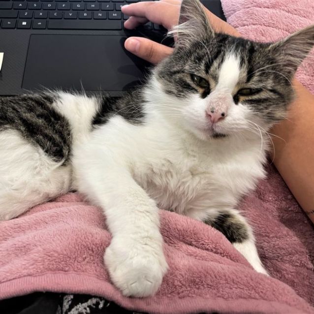 Photo of Bagel ^Dandy Cat Rescue^