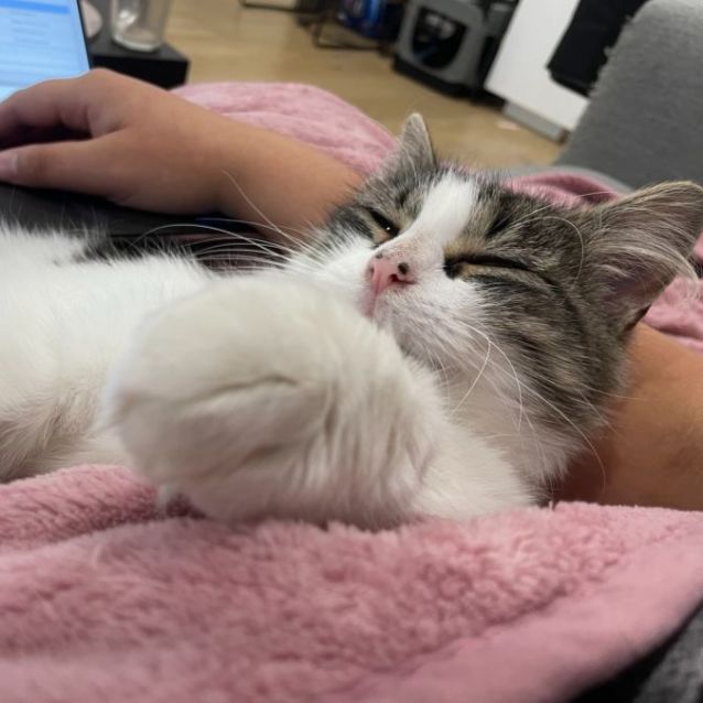 Photo of Bagel ^Dandy Cat Rescue^