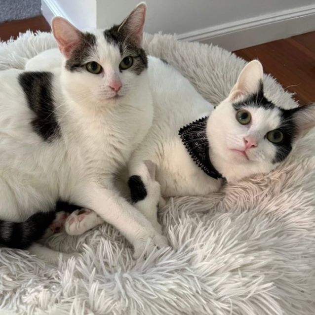 Photo of 🤍 Zedd 🤍