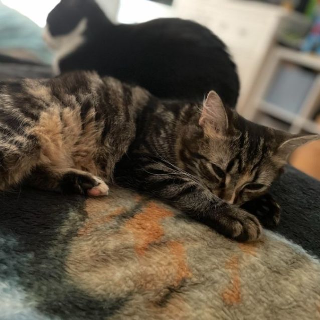 Photo of Storm (Located In Bundoora)