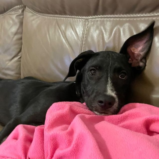 Photo of Bruno 