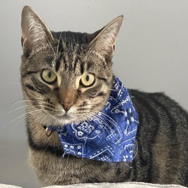 Photo of Rex ** 2nd Chance Cat Rescue**