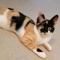 Photo of Gidget