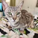 Photo of Gracie