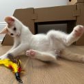 Photo of Nutmeg