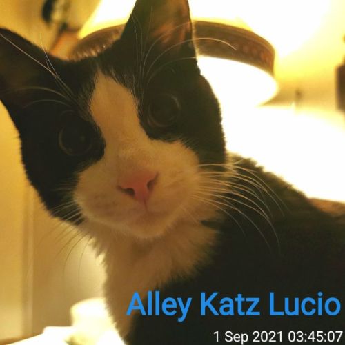 Alley Katz Lucio