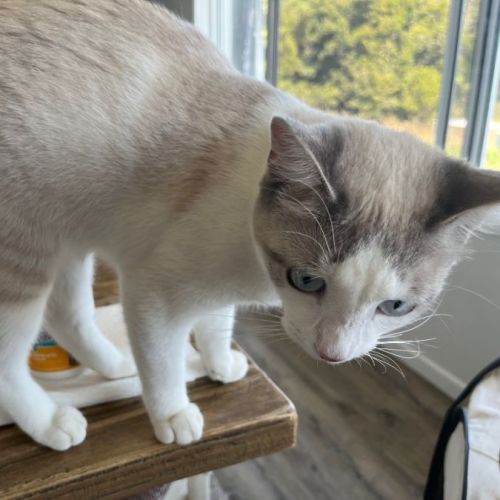 No photo for Cadbury