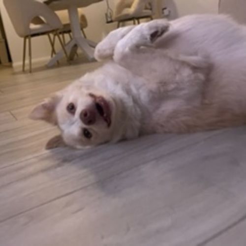 Rex